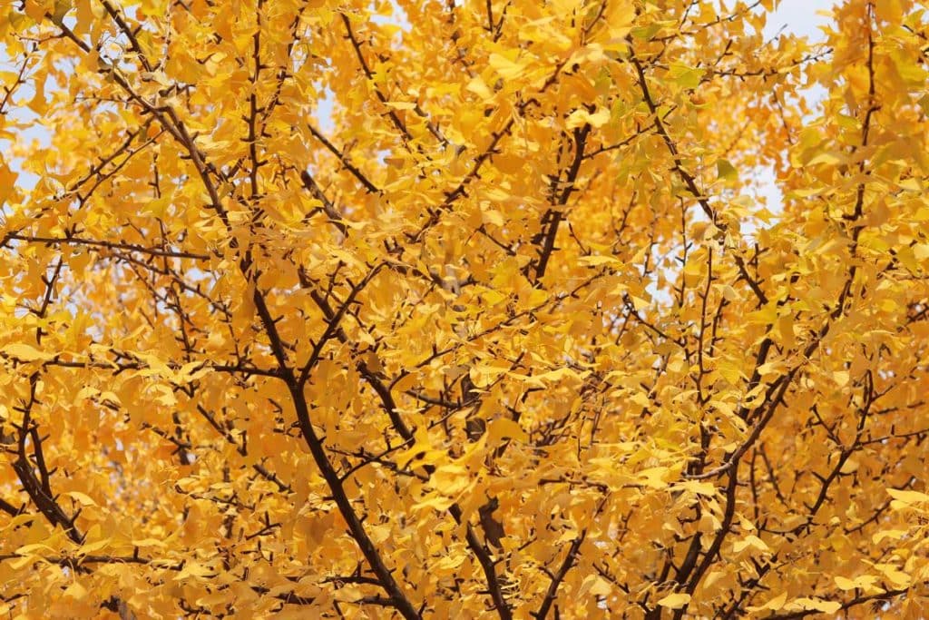 Un ginkgo biloba en automne avec ses feuilles dorées